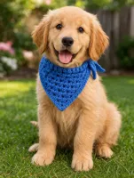 A dog bandana 